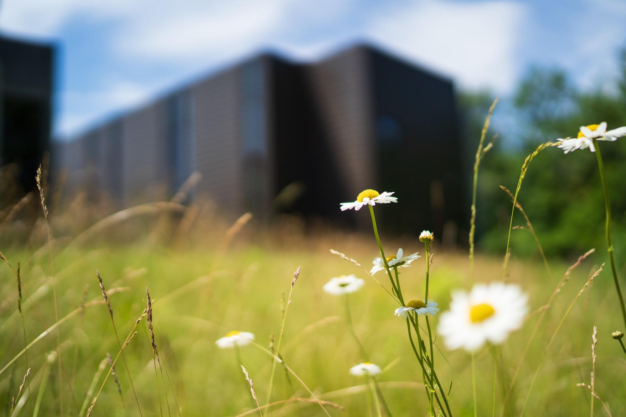 Daisies